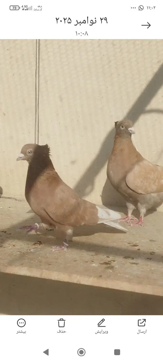 کبوتر برشی|پرنده|محمدشهر, شهرک پیام (مهرالبرز)|دیوار