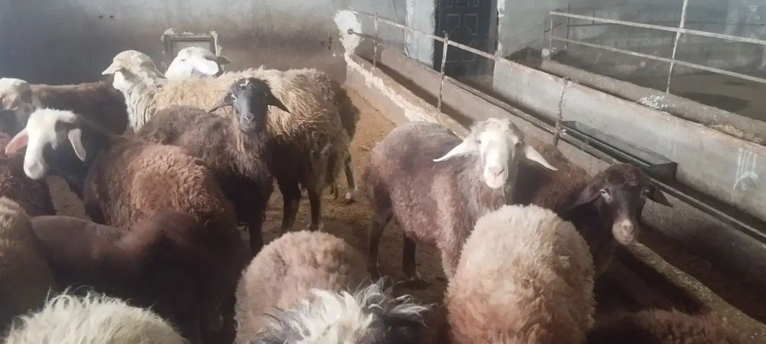 بره قوچ و بره نر و ماده پرواری|حیوانات مزرعه|اردبیل, |دیوار