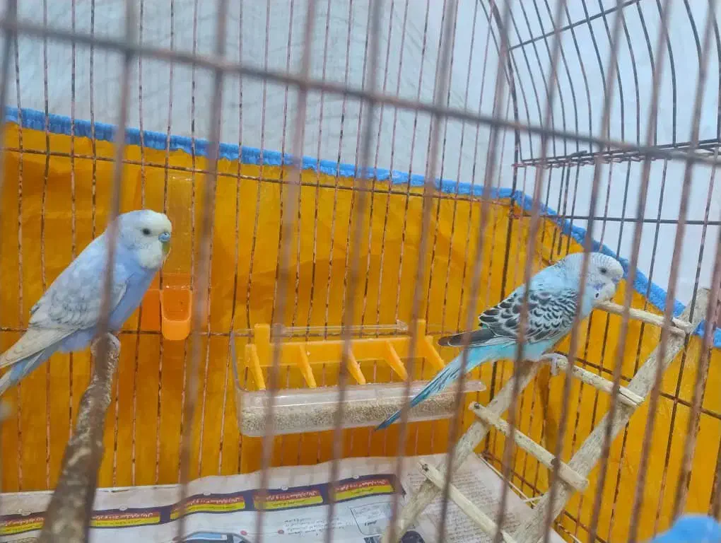 مرغ عشق|پرنده|بندر انزلی, آذربایجان|دیوار