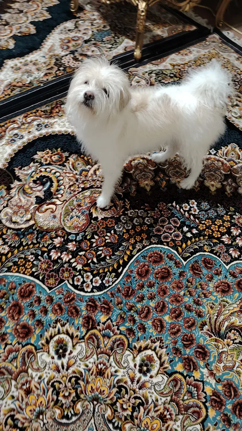 نژاد شیتزو تری|سگ|اصفهان, رهنان|دیوار