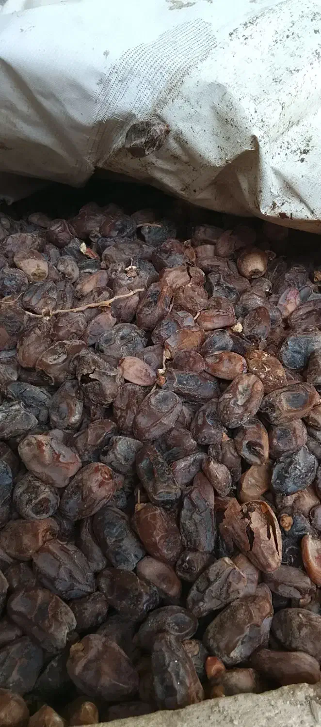 خرمای چومه|عمده‌فروشی|آبپخش, |دیوار