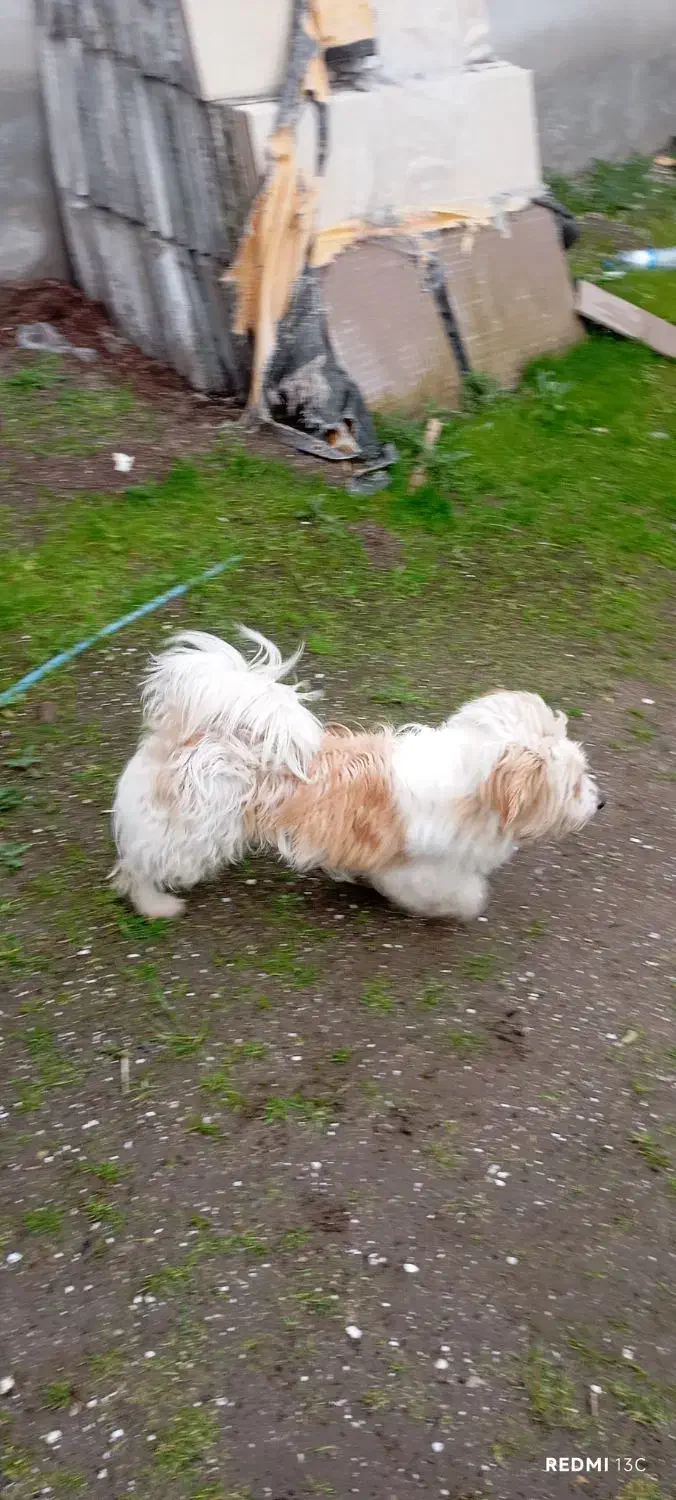 واگذاری سگ|سگ|بندر انزلی, لیچارگی حسن رود|دیوار