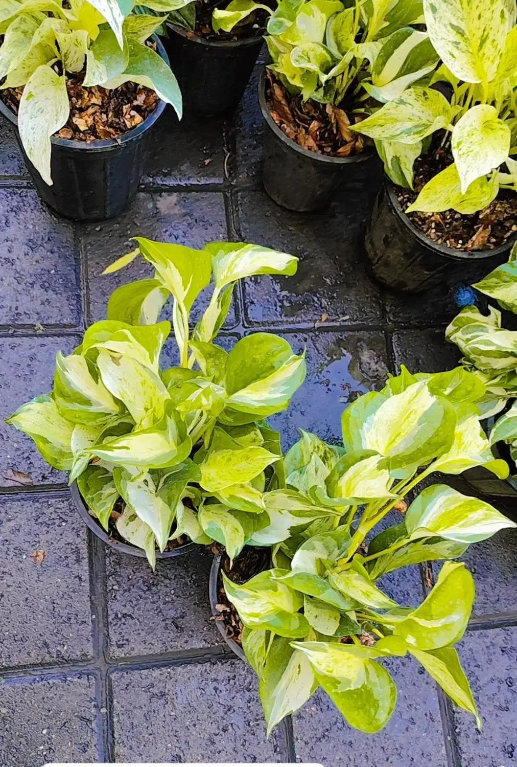 گل آپارتمانی در 8 مدل پتوس تمامی نژاد درشت|گل و گیاه طبیعی|تبریز, |دیوار