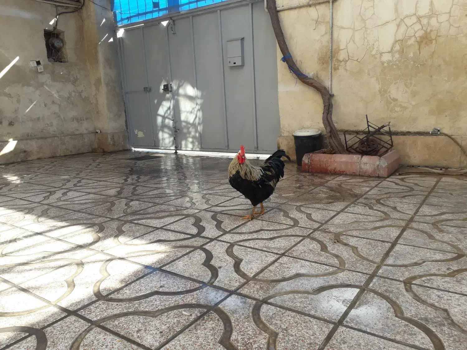 خروس محلی|حیوانات مزرعه|کرج, شهرک نهال و بذر|دیوار