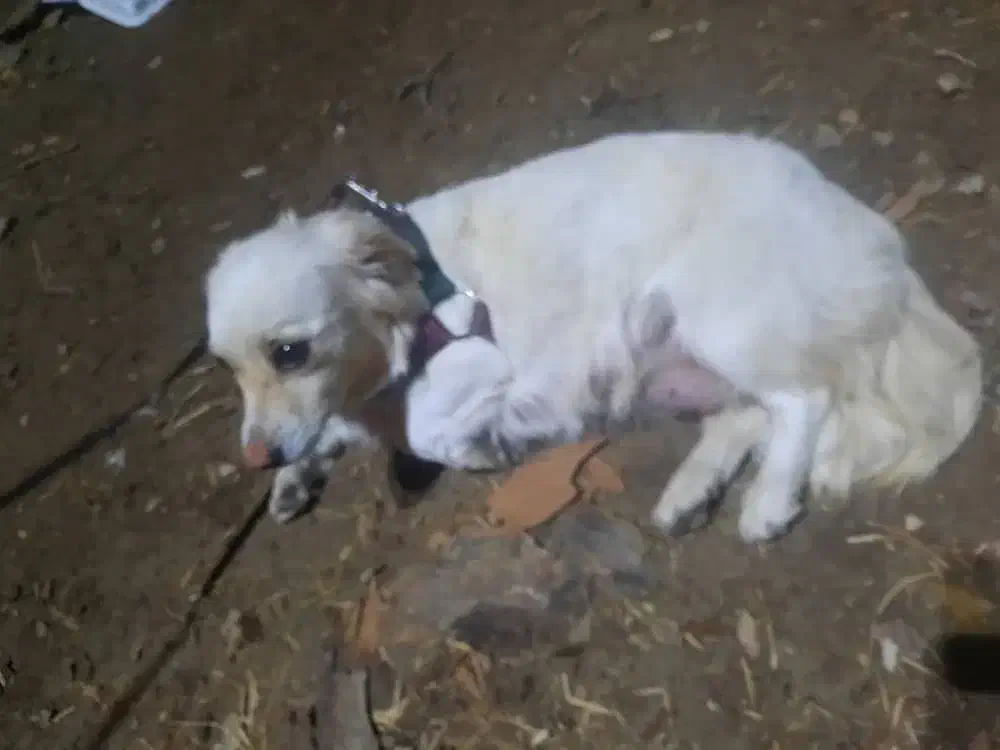 سگ پیدا شده|حیوانات|تهران, سبلان (لشگر)|دیوار