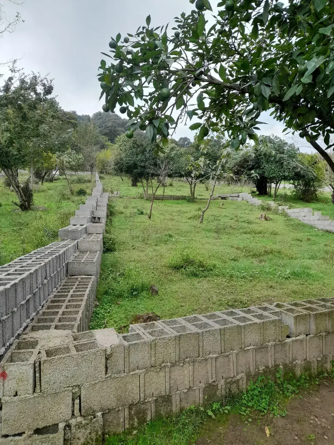 فروش زمین مسکونی پلاک صفرجنگل وپلاک 2جاده اصلی|فروش زمین و ملک کلنگی|ماکلوان, |دیوار