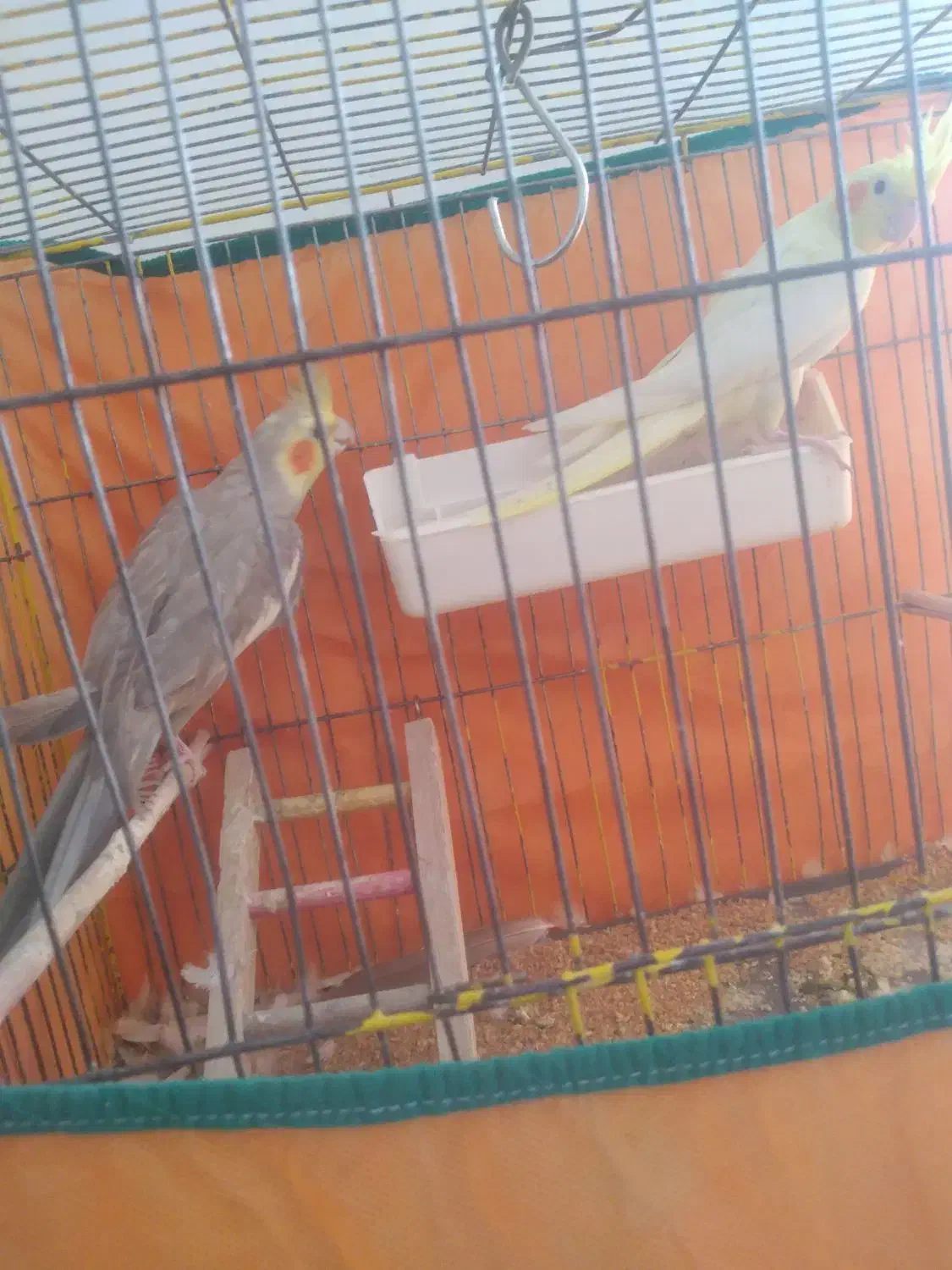 عروس هلندی|پرنده|ساوه, |دیوار