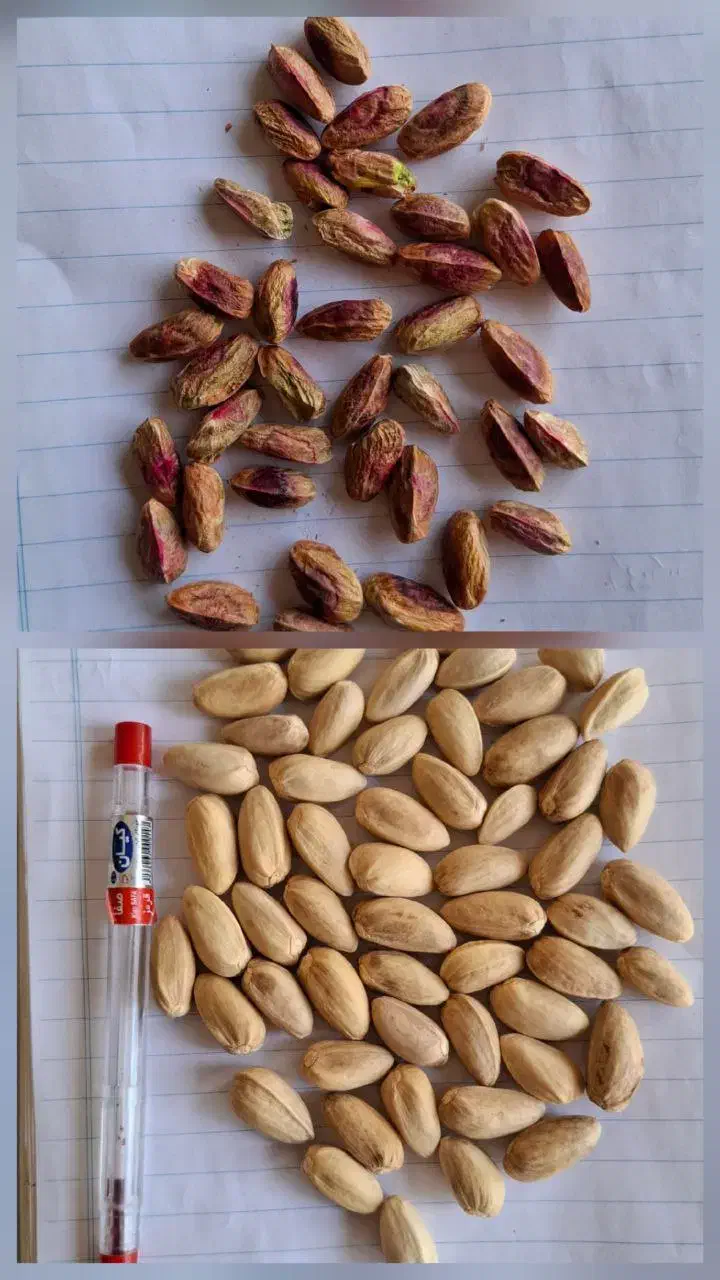 خرید پسته روآبی گو و مغز و نخودو کجو پوت نقدی|خدمات باغبانی و درختکاری|شهر بابک, |دیوار