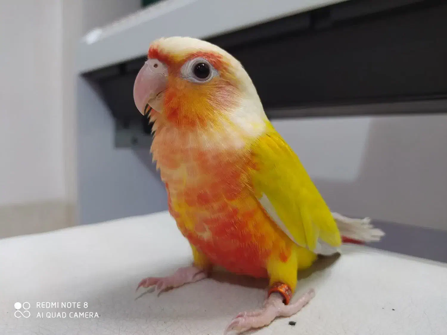 طوطی ردچیک|پرنده|مبارکه, |دیوار