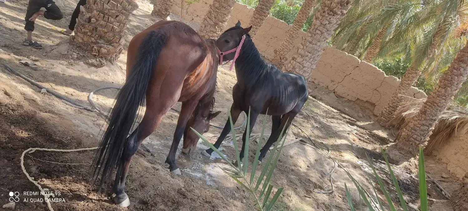 دوتا اسب نر و ماده|اسب و تجهیزات اسبسواری|فهرج, |دیوار