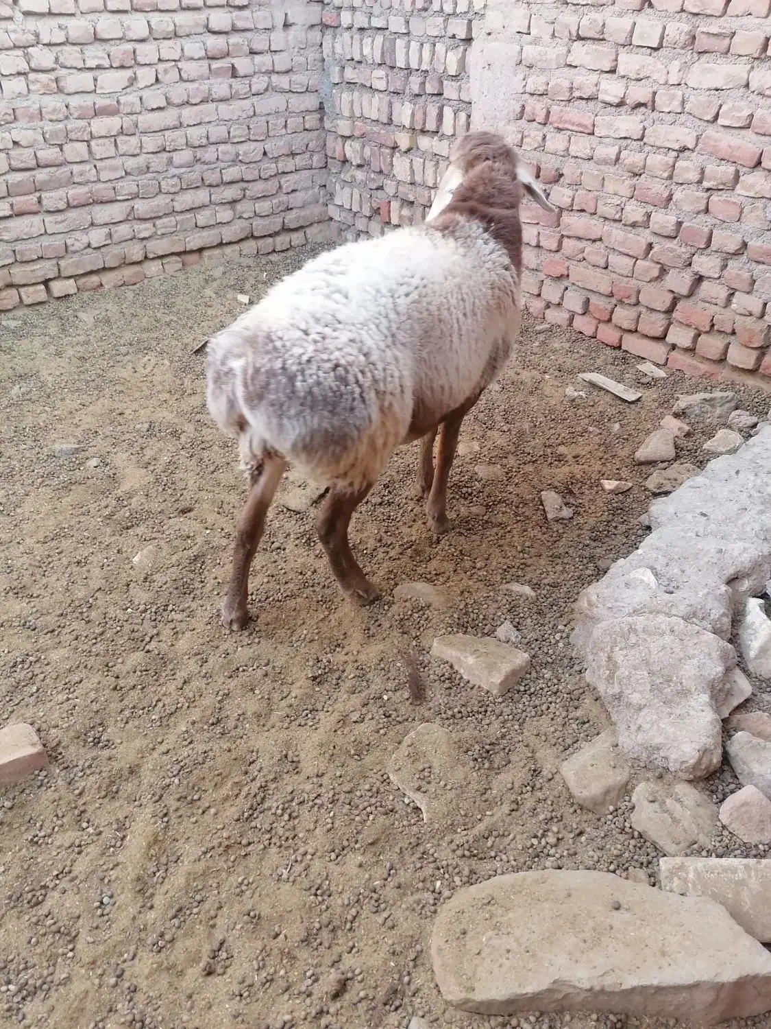 فروش بره چینی مناسب قوچ و پلوار|حیوانات مزرعه|بیرجند, |دیوار