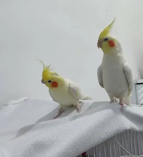 یک جفت عروس هلندی 3500000 تومان|پرنده|جم, |دیوار