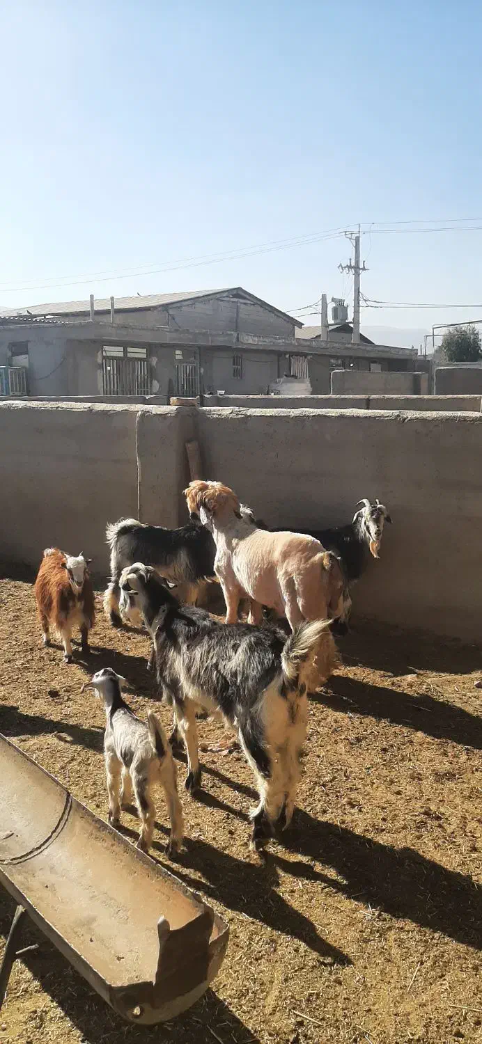 کهره شاخ جفت و بره جنس دار بذری (تخمی)|حیوانات مزرعه|شیراز, کوشک بیدک|دیوار