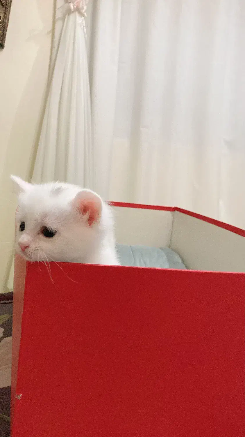 گربه نژاد بریتیش|گربه|تهران, جنتآباد شمالی|دیوار