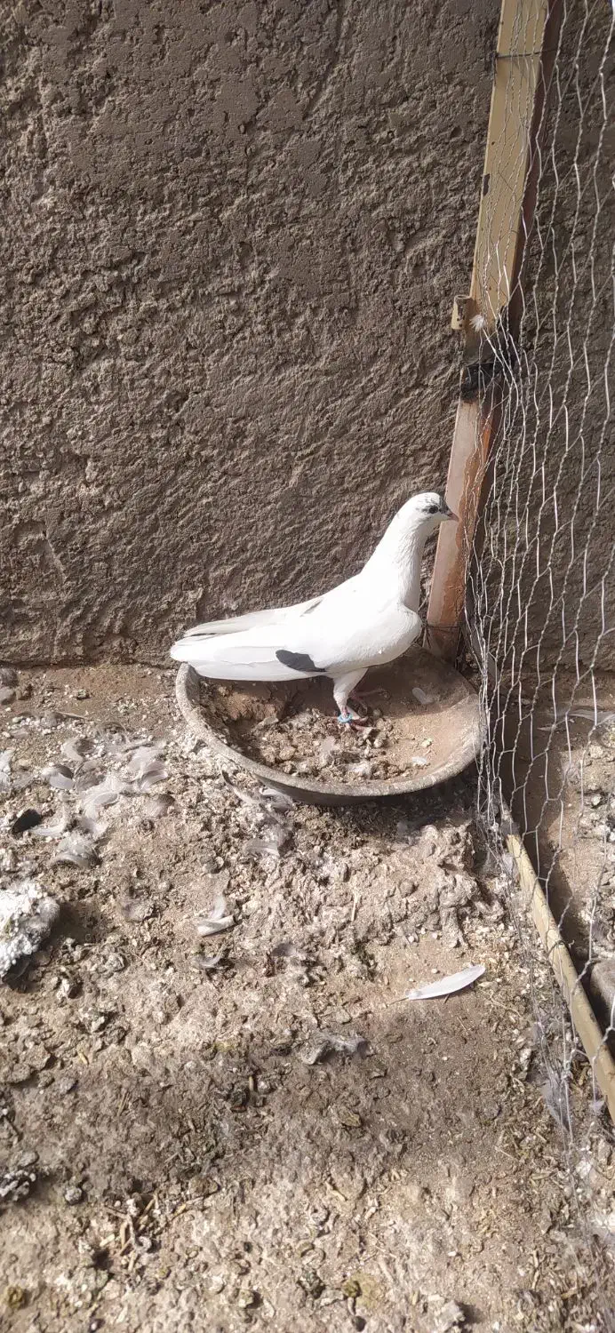 کبوتر دمگیرغلاغ|پرنده|برخوار, |دیوار