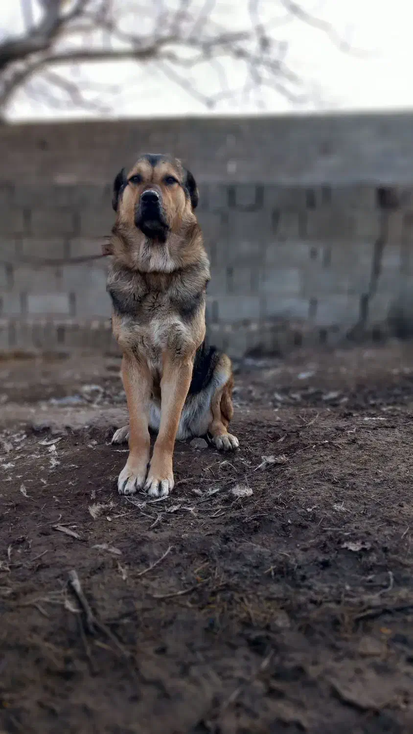 گمشده|حیوانات|ارومیه, |دیوار