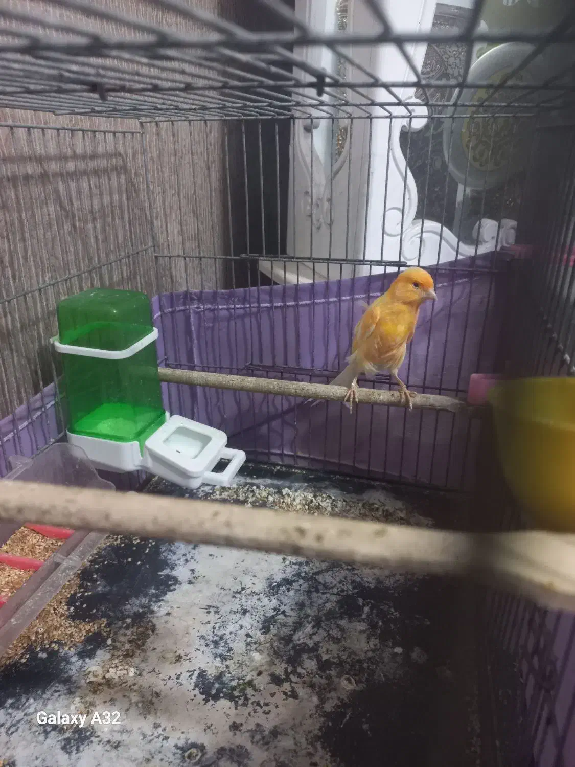 قناری نر|پرنده|بندرعباس, |دیوار