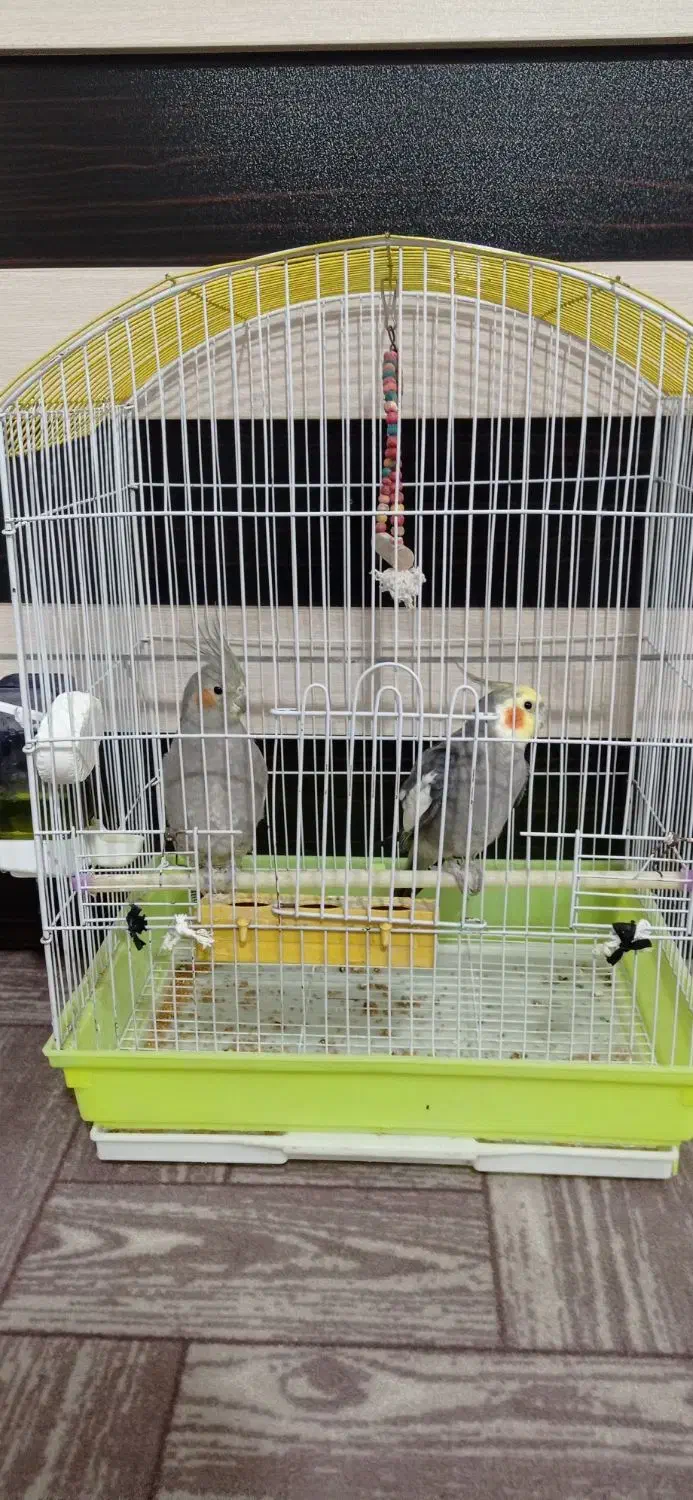 عروس هلندی سالم|پرنده|حویق, |دیوار