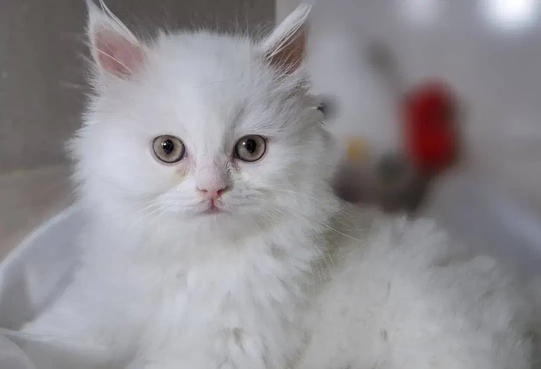 فروش بچه گربه نژاد پرشین|گربه|لار, |دیوار