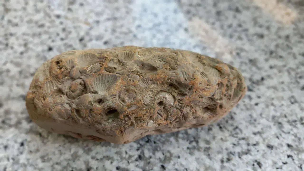 فسیل صدفی دو کفه ای برای 23 میلیون سال قبل|کلکسیون اشیاء عتیقه|قم, انسجام|دیوار