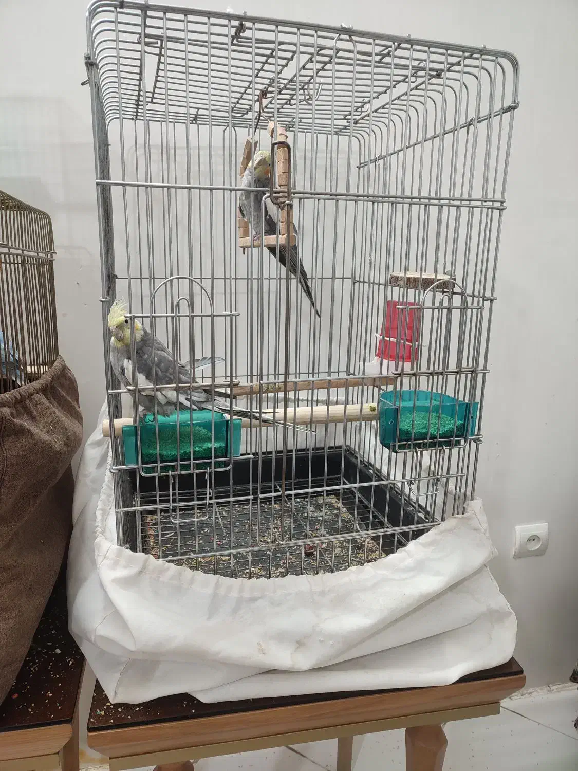 طوطی گرینچیک عروس هلندی فنچ|پرنده|محمدشهر, محمدشهر|دیوار