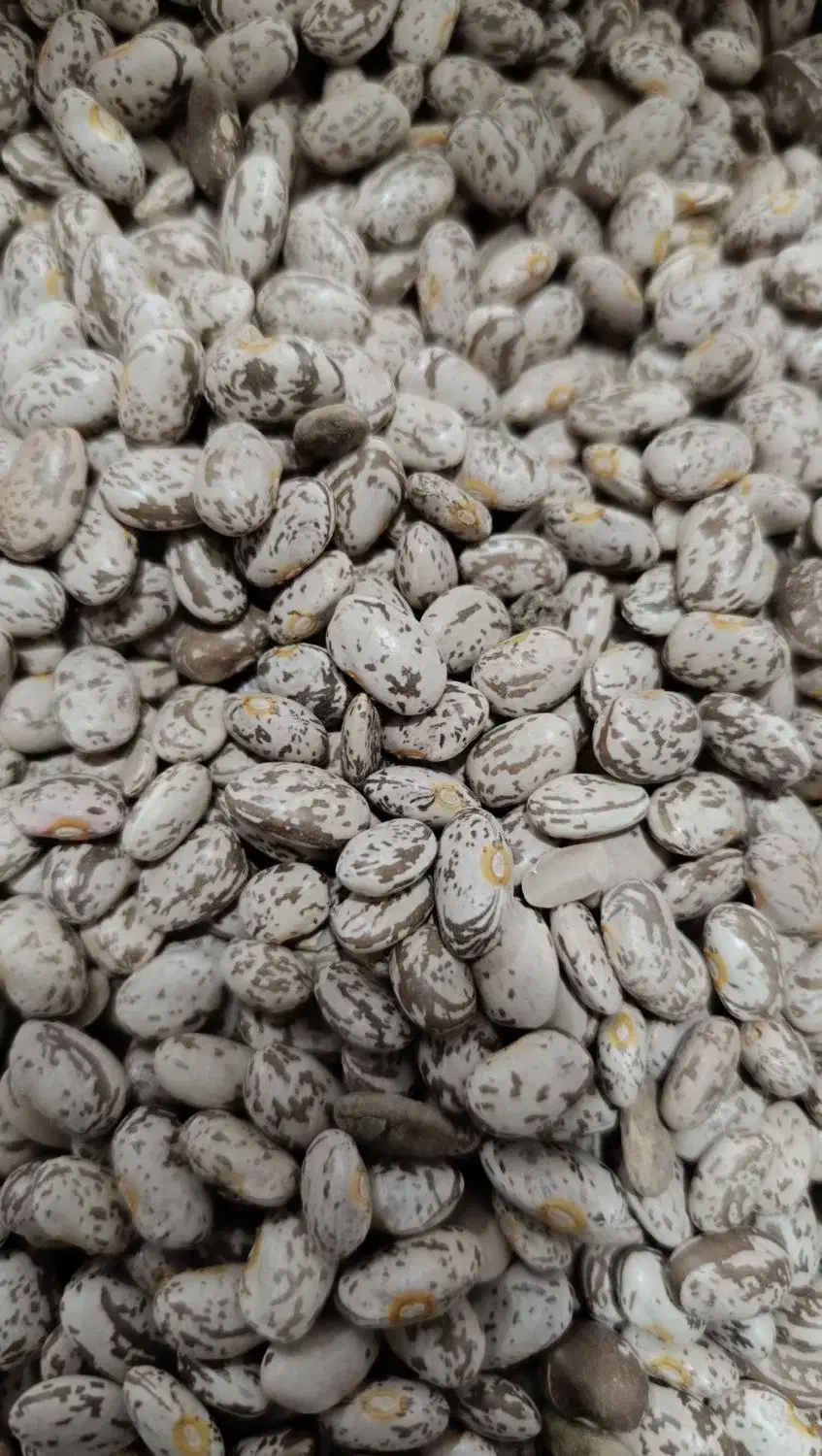 لوبیا چیتی|خوردنی و آشامیدنی|زرندیه, |دیوار