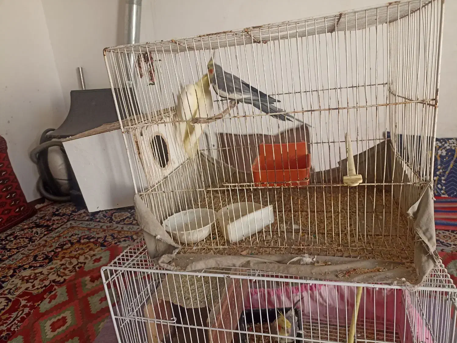 2جفت عروس هلندی بالغ|پرنده|مشهد, سجادیه|دیوار