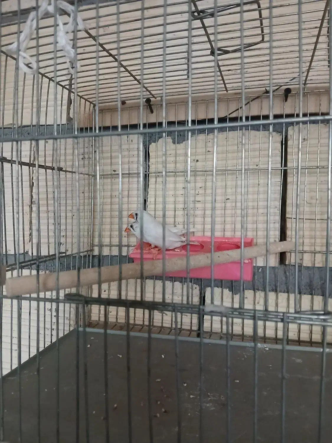 فنچ و مرغ عشق|پرنده|نجف‌آباد, یزدانشهر|دیوار