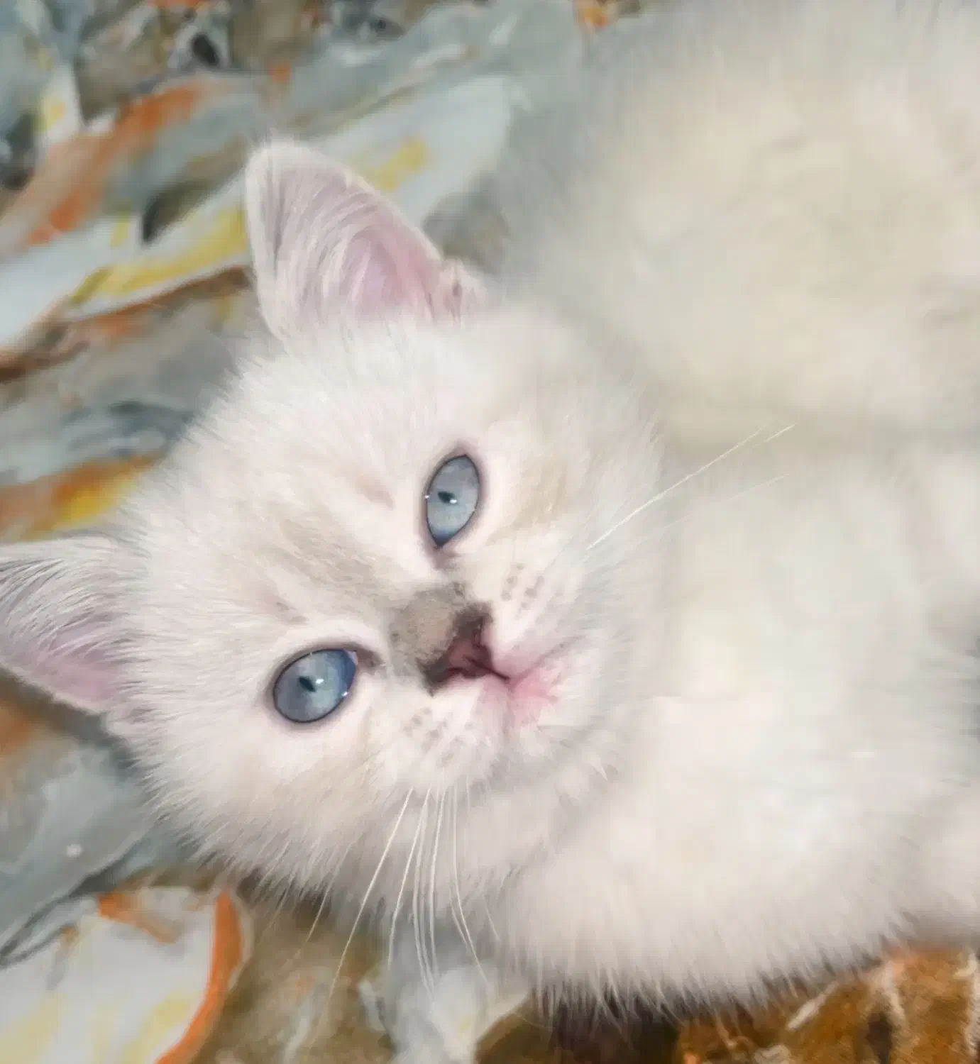 گربه اسکاتیش بریتیش|گربه|شیراز, فرهنگ شهر|دیوار