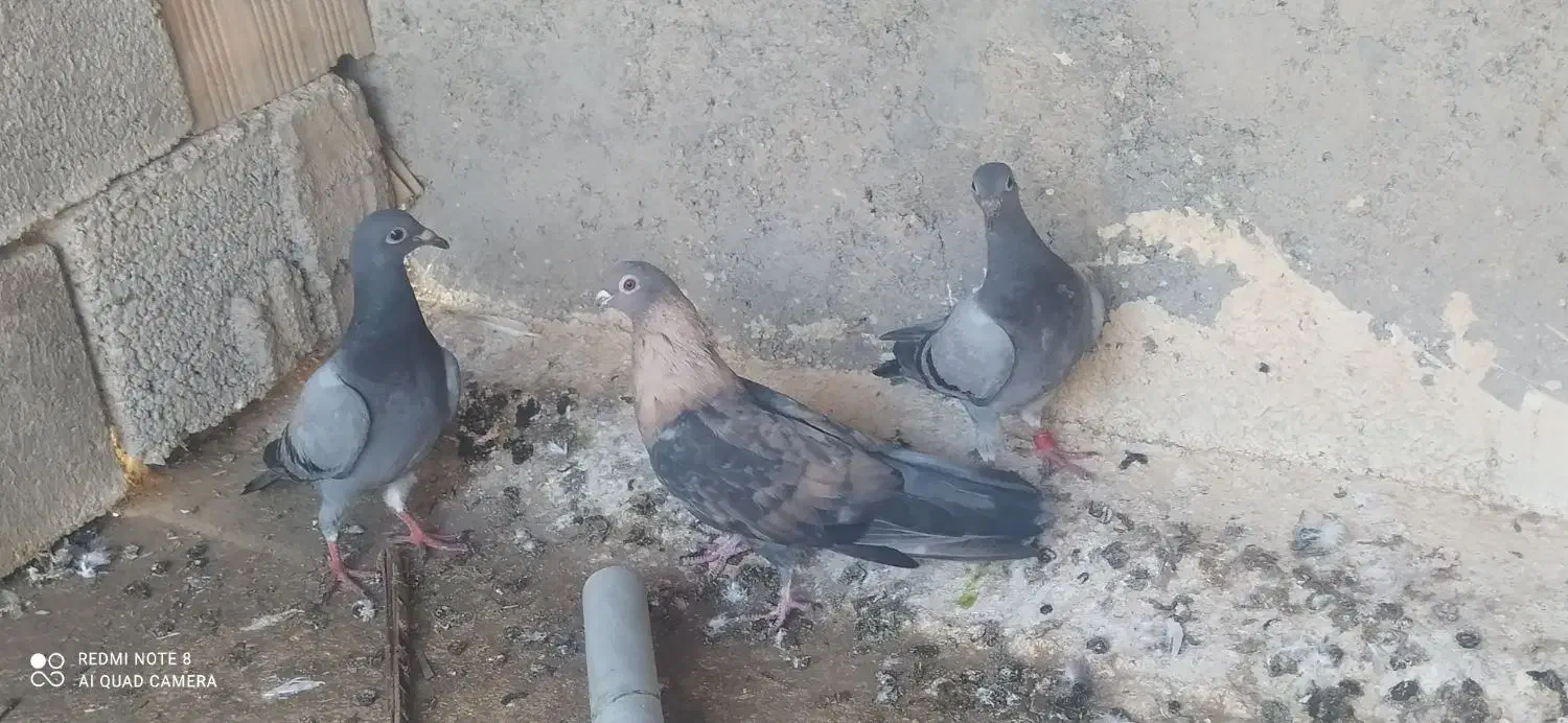 جوجه پلاکی|پرنده|خورموج, |دیوار