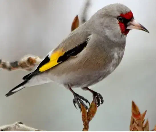 سهره کرمانی|پرنده|تبریز, |دیوار