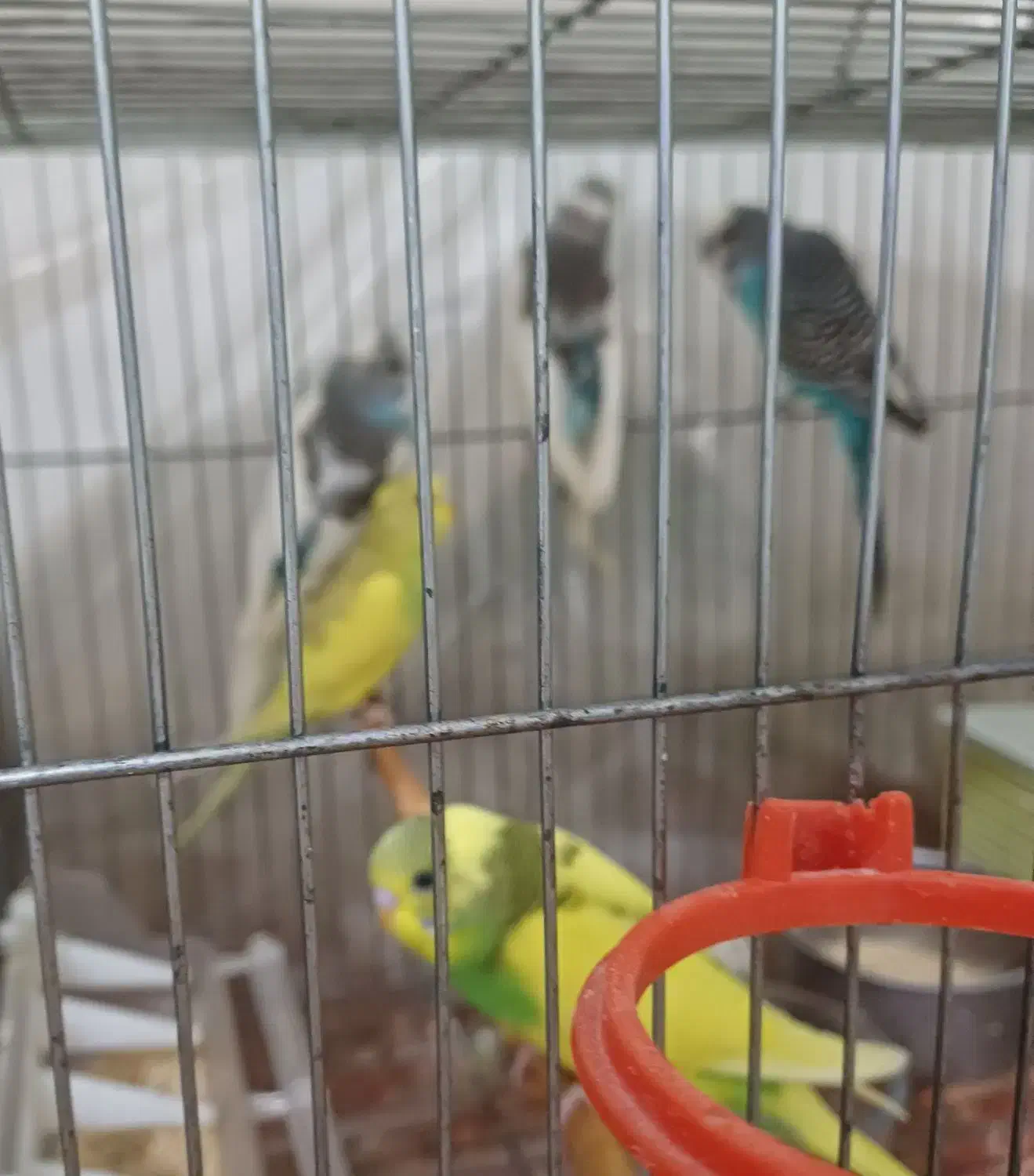 مرغ عشق|پرنده|جیرفت, |دیوار