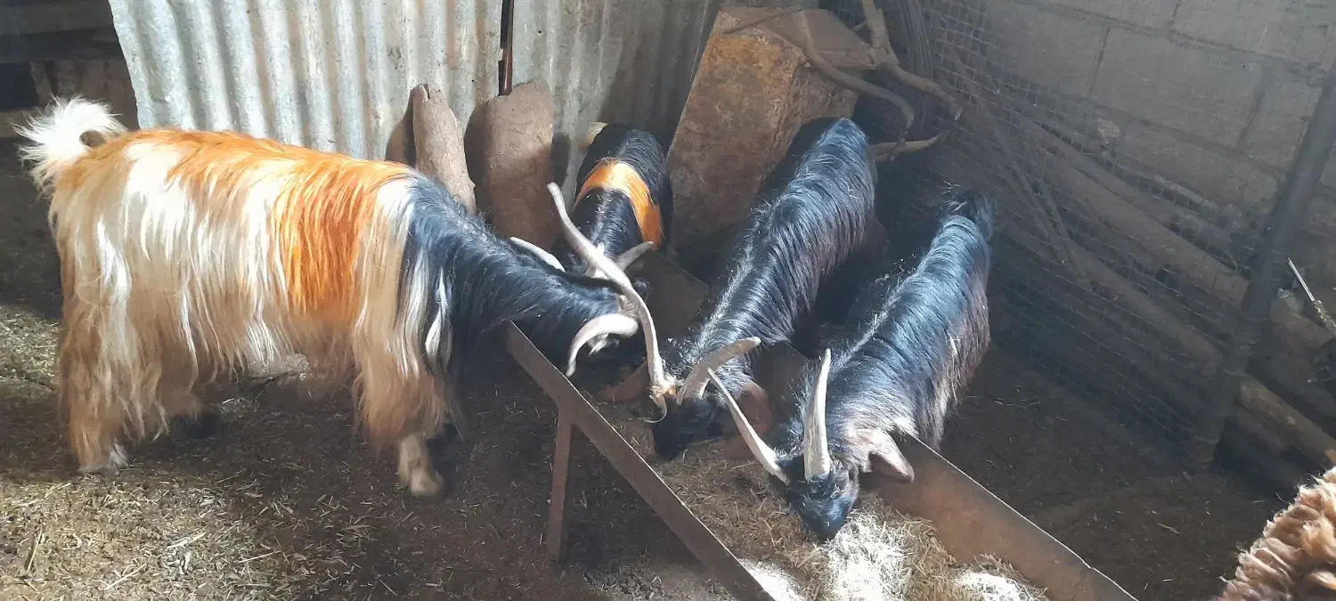 بزوبیگ|حیوانات مزرعه|مسجد سلیمان, |دیوار