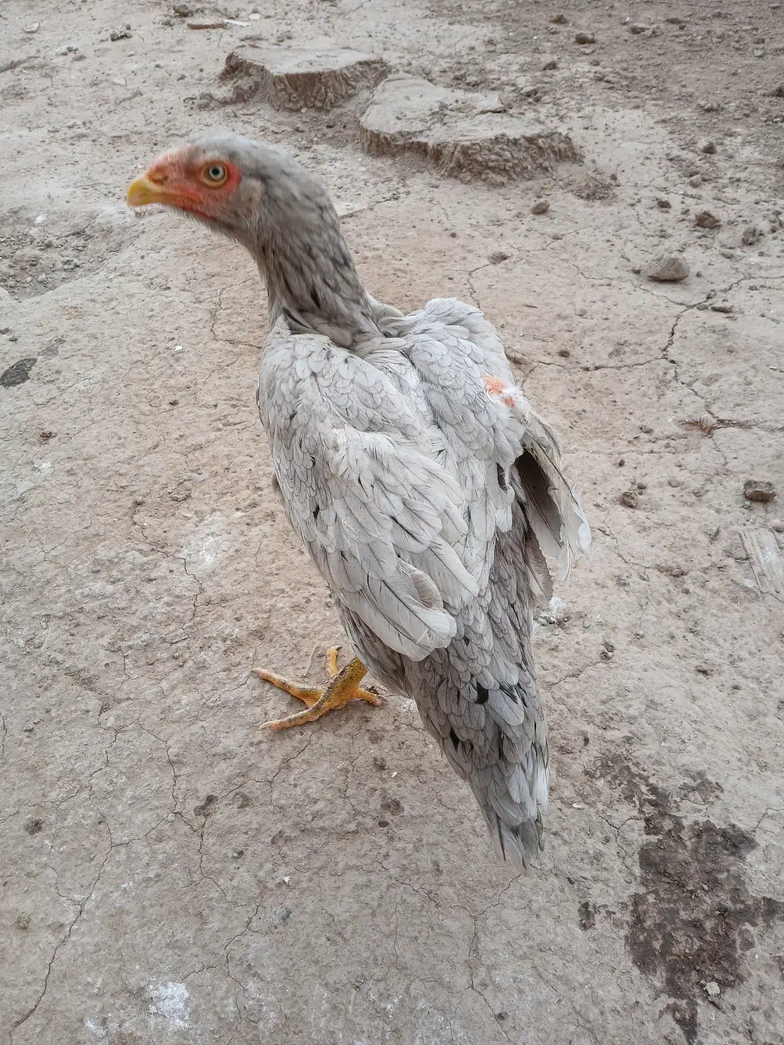 خروس لاری|حیوانات مزرعه|رشت, باهنر|دیوار