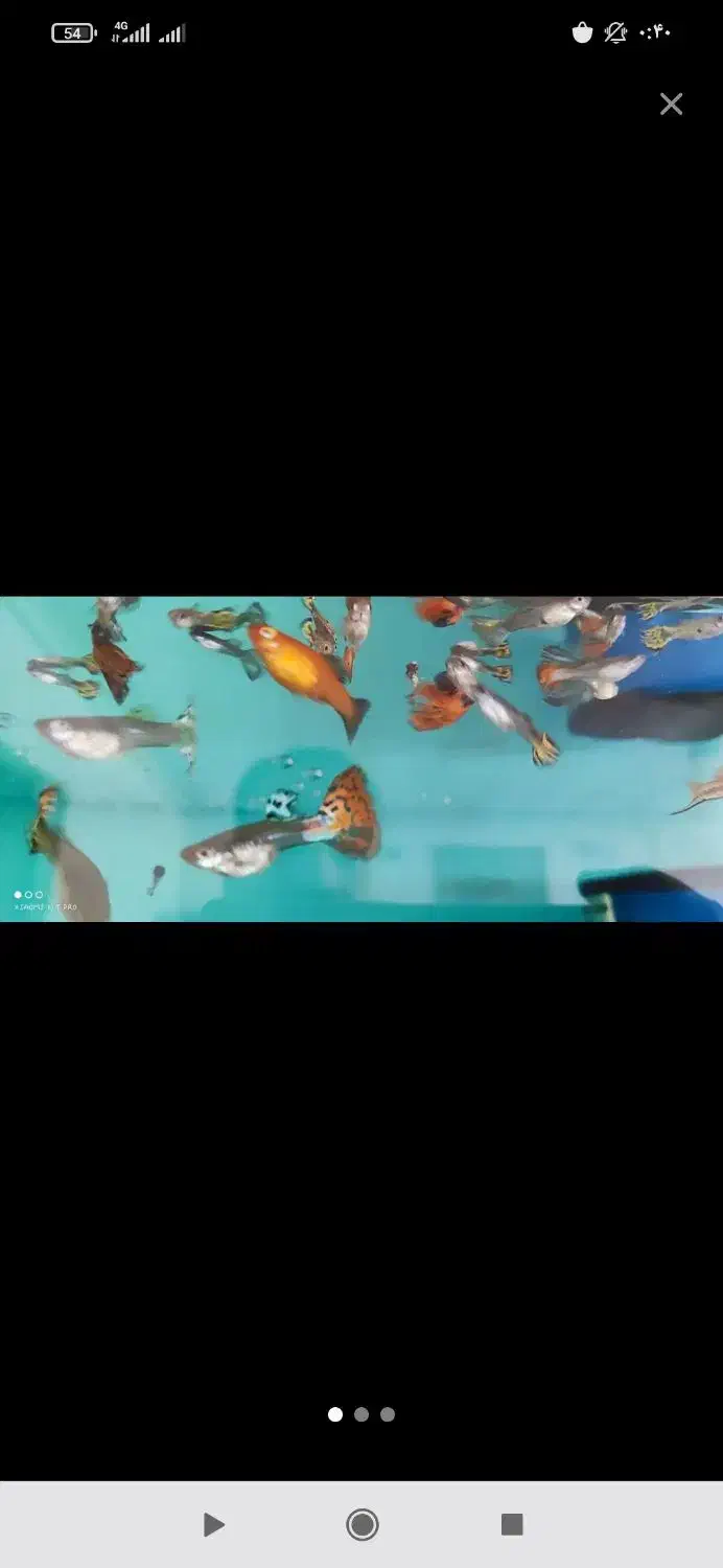 آکواریم جذاب و زیبا|ماهی|ملایر, |دیوار