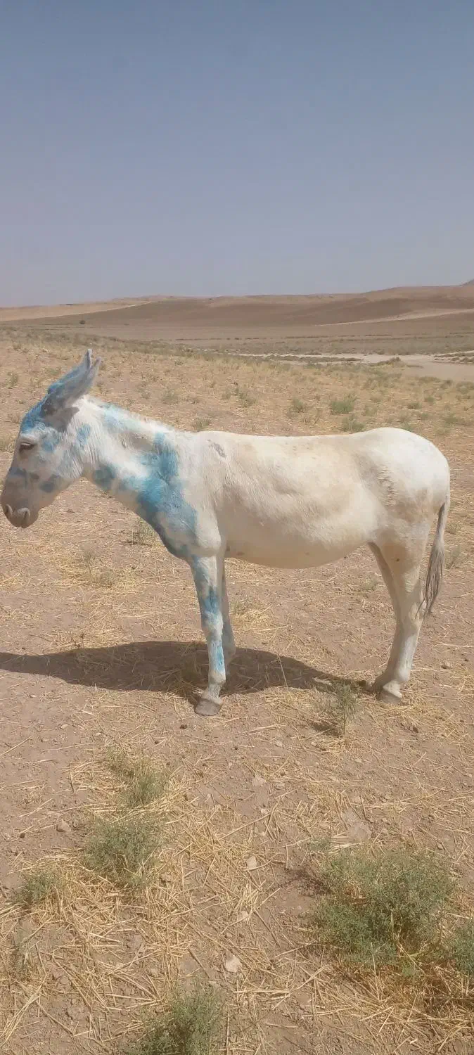 واگذاری انواع الاغ|حیوانات مزرعه|تهران, شهرک آزمایش|دیوار