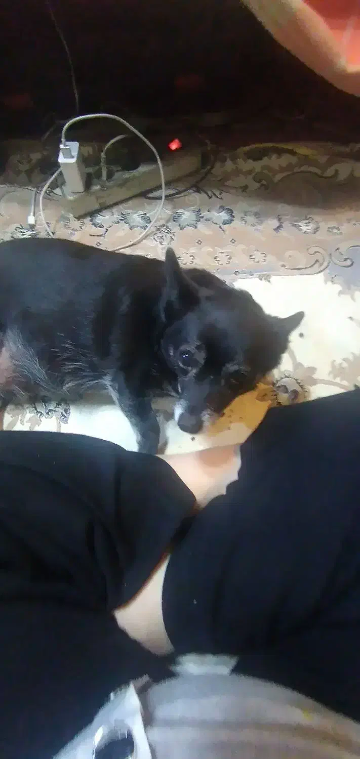 سگ‌پاکوتاه‌نزادروباهی‌ماده‌عقیم‌شده|سگ|پرند, فاز ۵|دیوار