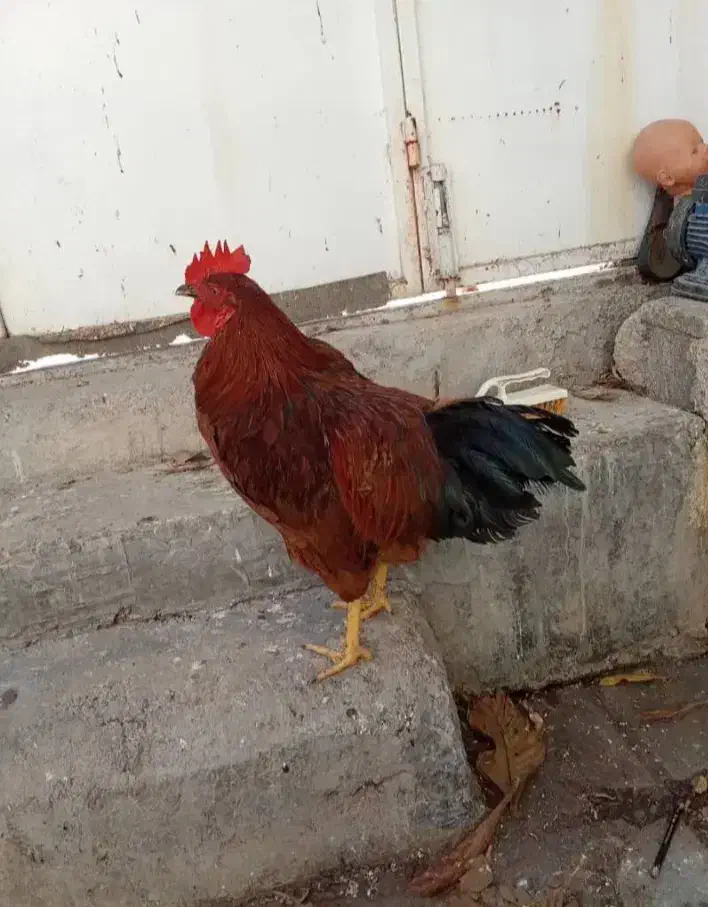 خروس بزرگ چاق و چله برای قربانی کردن|حیوانات مزرعه|قم, قلعه کامکار|دیوار