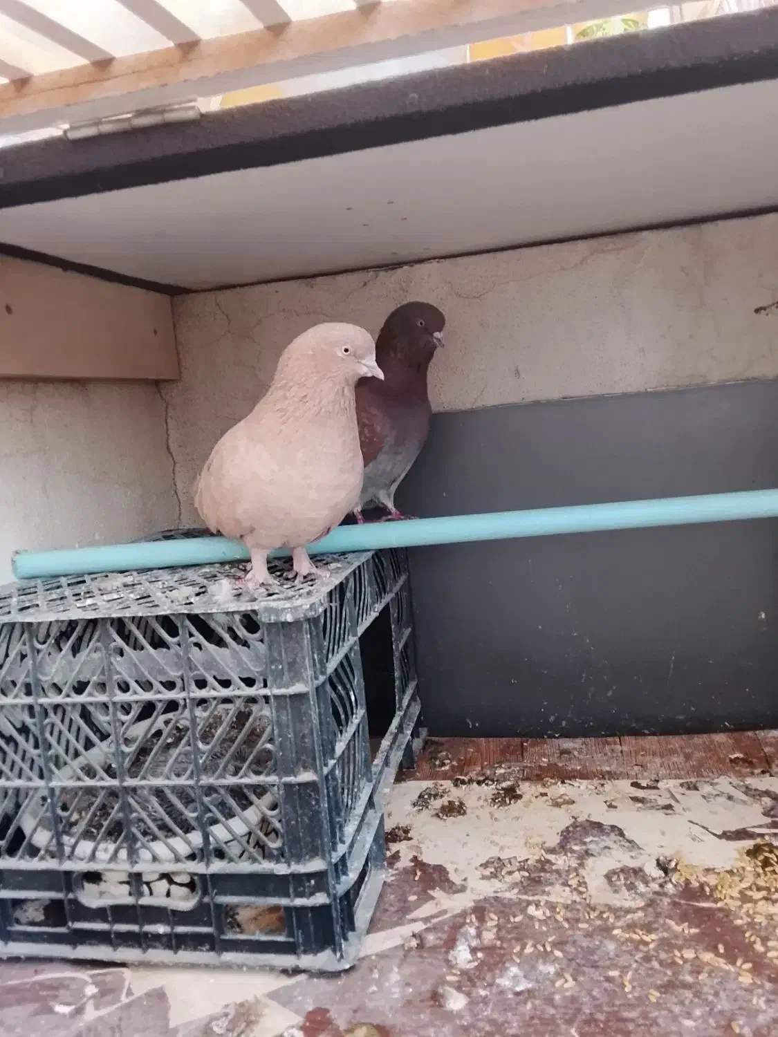 کفتر|پرنده|محمدشهر, محمدشهر|دیوار