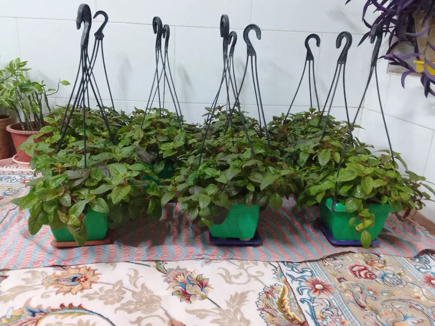 گل مروارید بسیار زیبا،جز گلهای آپارتمانی میباشد|گل و گیاه طبیعی|مبارکه, |دیوار