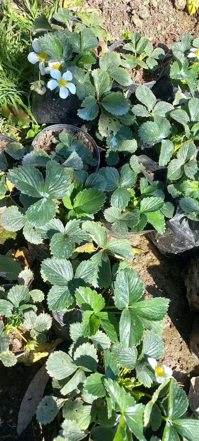 بوته توت فرنگی|گل و گیاه طبیعی|چمستان, |دیوار