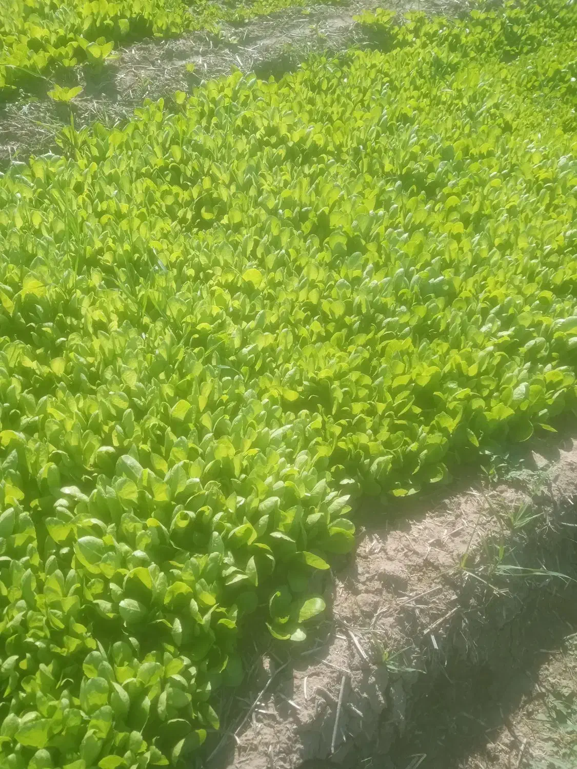 کاهو روغنی|خوردنی و آشامیدنی|خان ببین, |دیوار