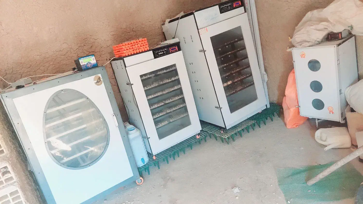 جوجه محلی|حیوانات مزرعه|سوق, |دیوار