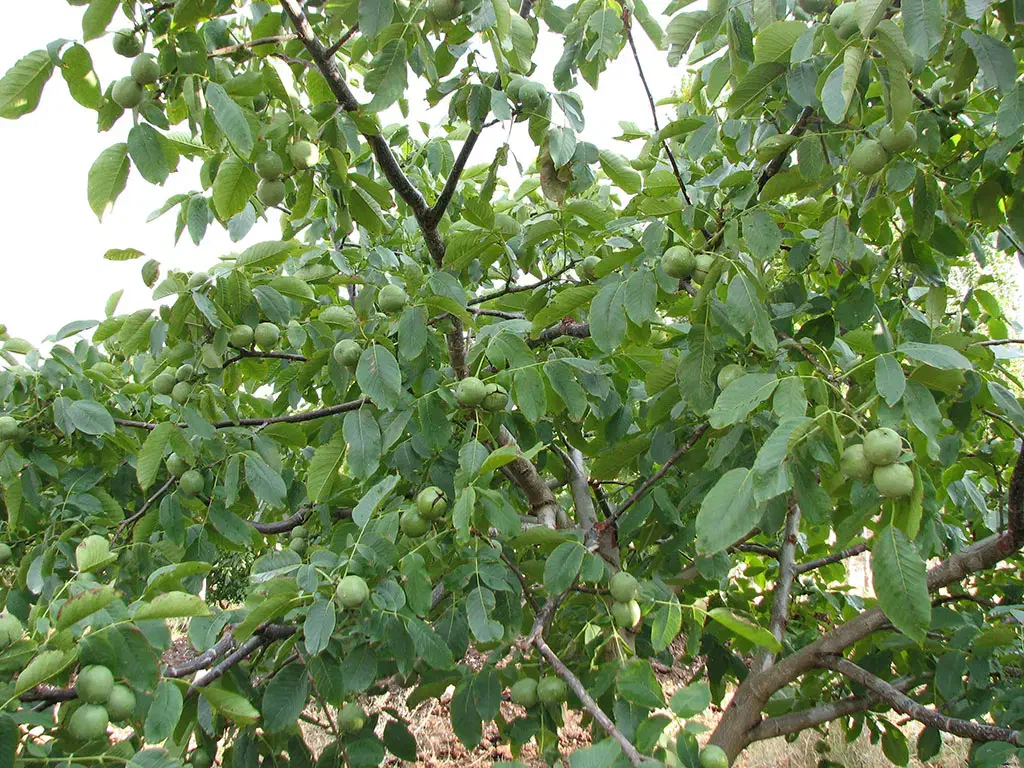 باغ بادام و گردو|فروش زمین و ملک کلنگی|اشنویه, |دیوار