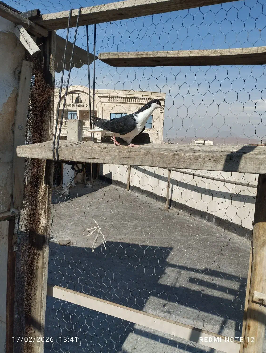 کبوتر|پرنده|تبریز, |دیوار