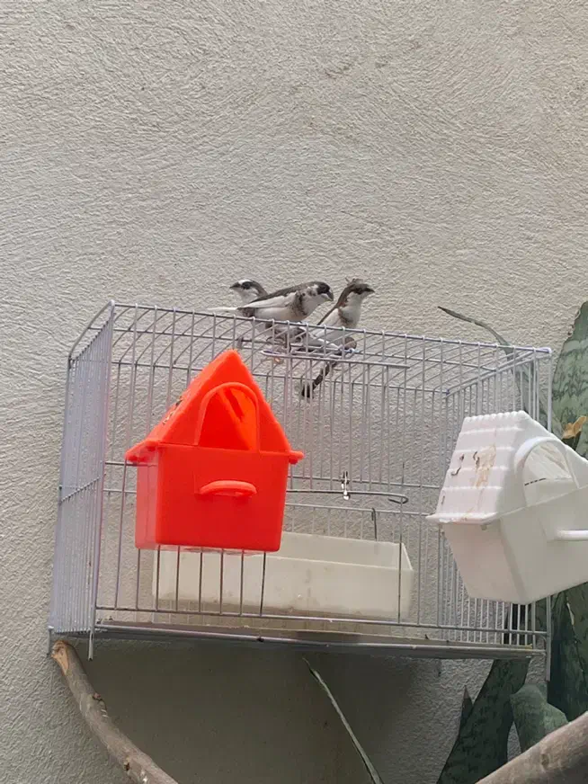 فروش چند عدد فنچ بنگال|پرنده|شاهرود, |دیوار