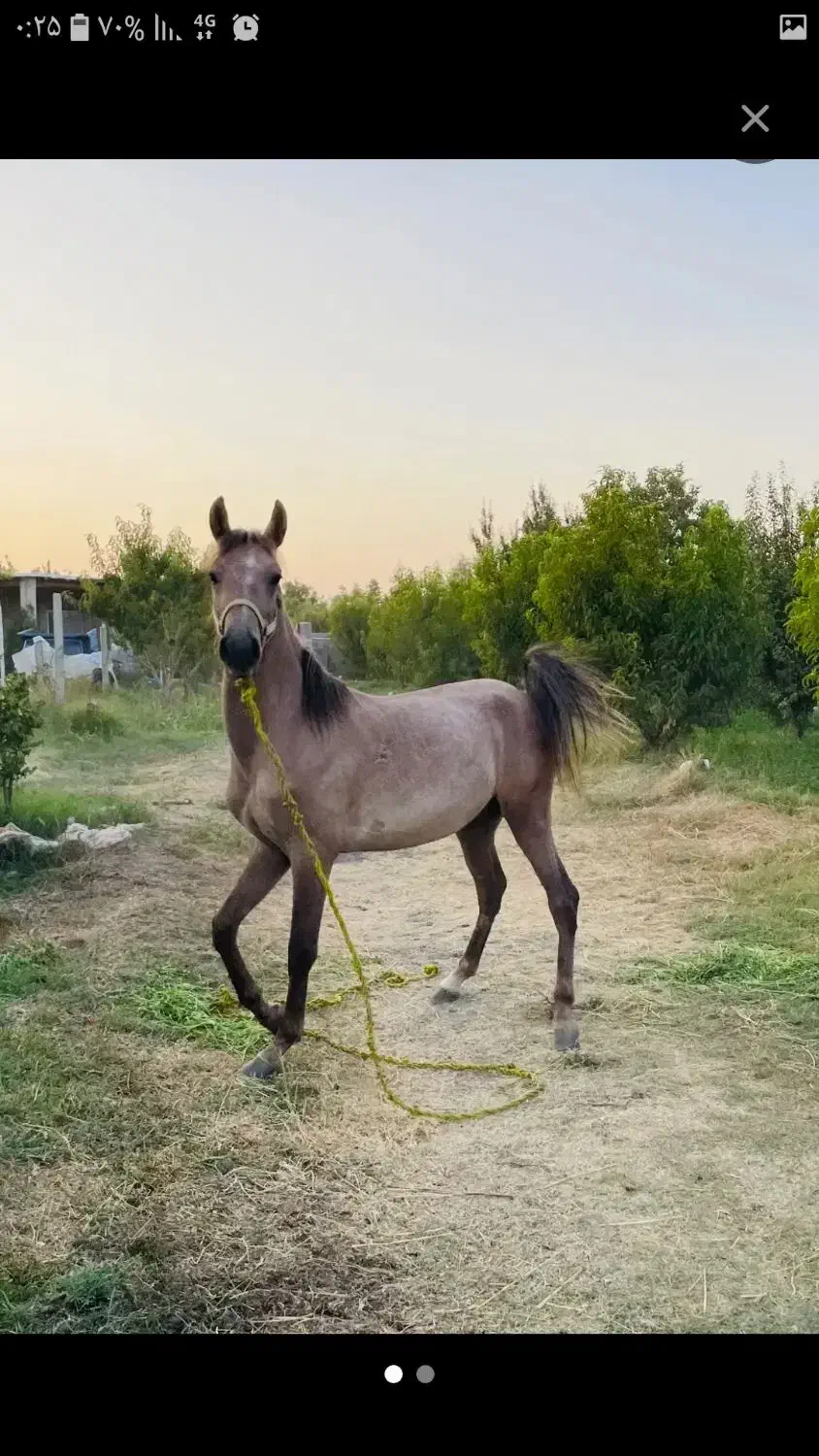 اسب فروشی|اسب و تجهیزات اسب‌سواری|ارومیه, |دیوار