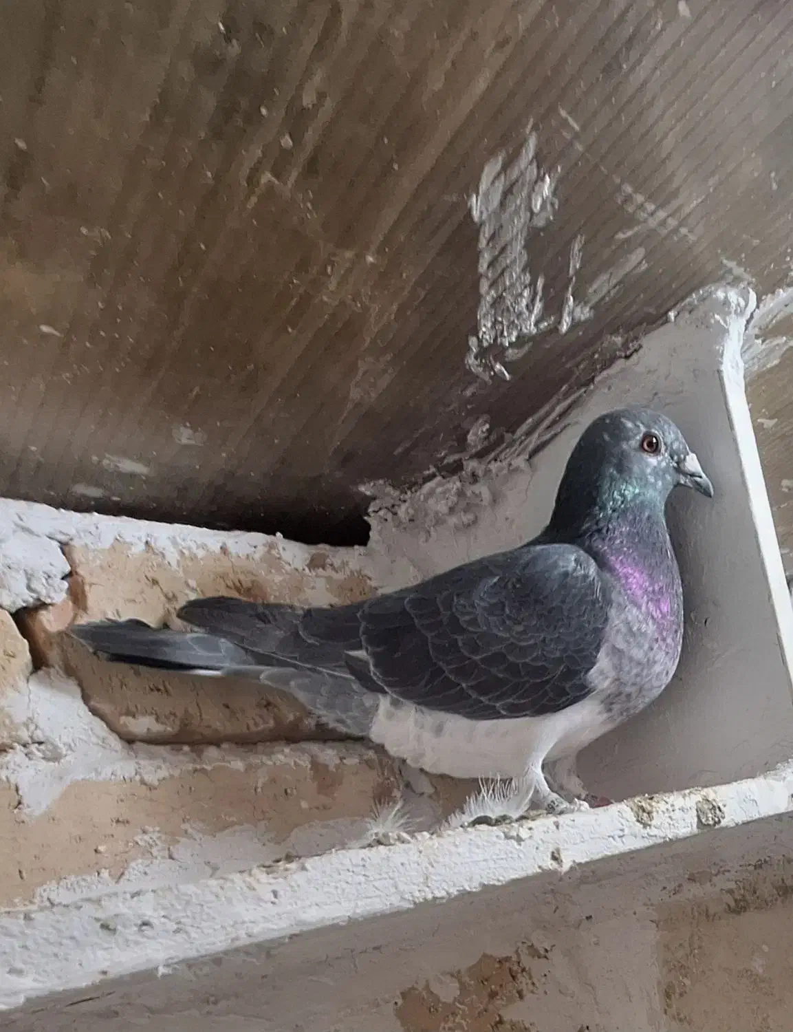 کفتر پلاکی|پرنده|مشکیندشت, |دیوار