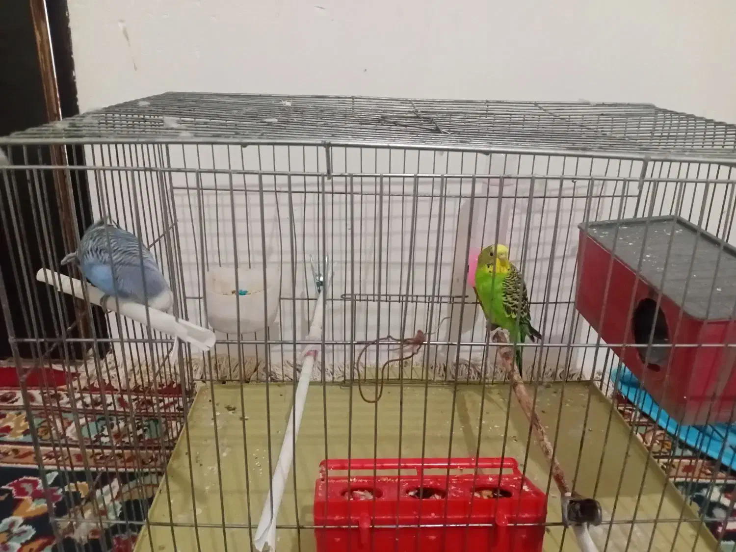 مرغ عشق|پرنده|خوی, |دیوار