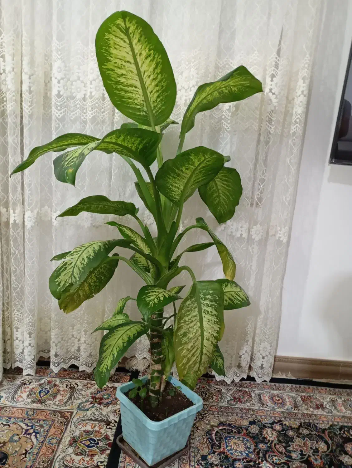 گل دیفن|گل و گیاه طبیعی|سرپل ذهاب, |دیوار